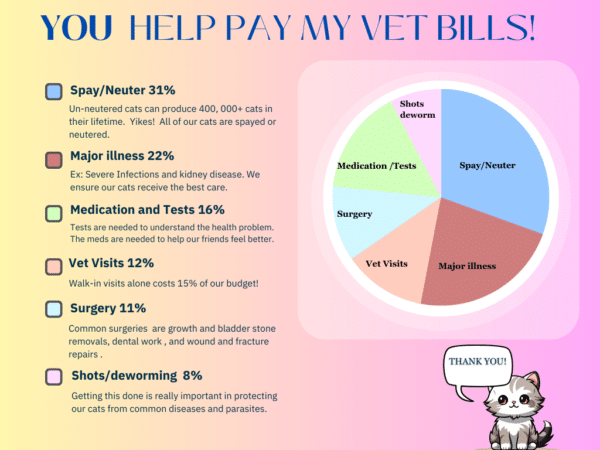 These are the vet services our cats need